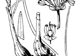 Nom original: Allium angulosum (n°3463)