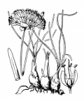 Nom original: Allium fallax (n°3464)