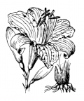 Nom original: Hemerocallis fulva (n°3469)