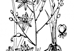 Nom original: Anthericum ramosum (n°3473)