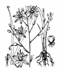 Nom original: Anthericum ramosum (n°3473)