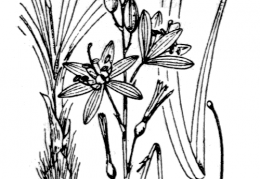 Nom original: Anthericum liliago (n°3474)