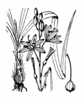 Nom original: Anthericum liliago (n°3474)