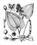 Nom original: Maianthemum bifolium (n°3486)