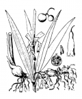 Nom original: Polygonatum verticillatum (n°3488)