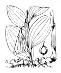 Nom original: Polygonatum officinale (n°3490)