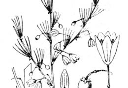 Nom original: Asparagus officinalis (n°3493)