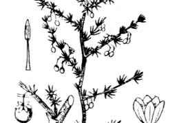 Nom original: Asparagus acutifolius (n°3495)