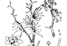 Nom original: Asparagus albus (n°3496)