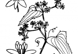 Nom original: Smilax aspera (n°3499)