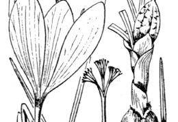 Nom original: Crocus nudiflorus (n°3502)