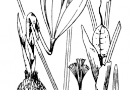 Nom original: Crocus medius (n°3503)