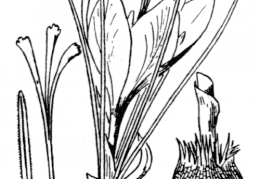 Nom original: Crocus sativus (n°3504)
