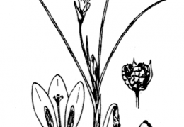 Nom original: Romulea requienii (n°3511)
