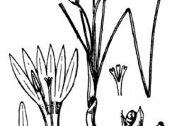 Nom original: Romulea ramiflora (n°3513)