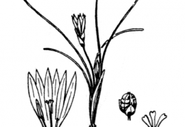 Nom original: Romulea columnae (n°3514)