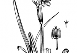 Nom original: Sisyrinchium bermudiana (n°3515)