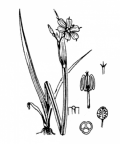 Nom original: Sisyrinchium bermudiana (n°3515)