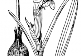 Nom original: Iris sisyrinchium (n°3516)