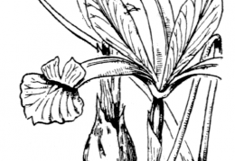 Nom original: Iris xiphium (n°3518)