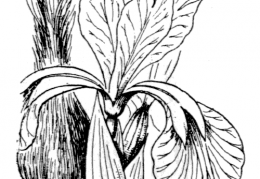 Nom original: Iris xiphioides (n°3519)
