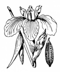 Nom original: Iris pseudacorus (n°3524)