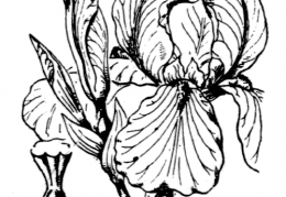 Nom original: Iris pallida (n°3527)