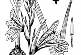 Nom original: Gladiolus segetum (n°3530)