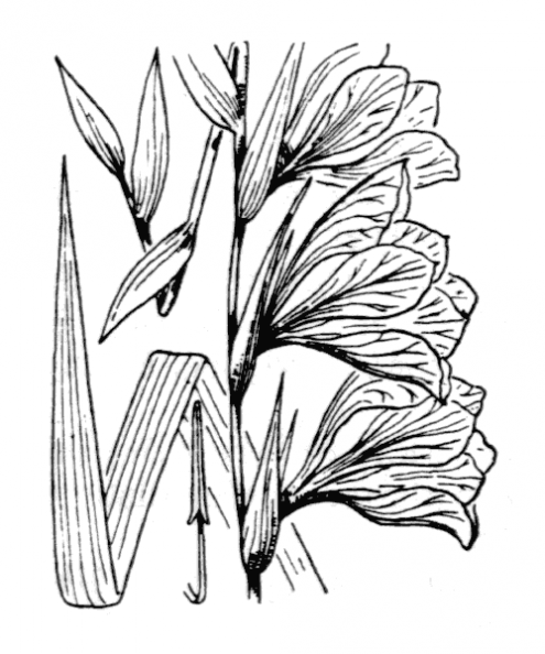 coste_3531.png