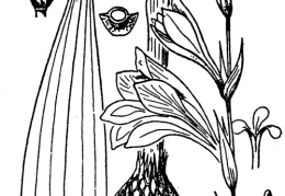 Nom original: Gladiolus communis (n°3533)