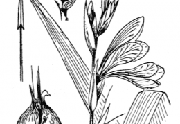Nom original: Gladiolus dubius (n°3535)