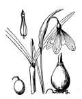 Nom original: Galanthus nivalis (n°3536)