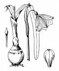 Nom original: Leucojum vernum (n°3537)