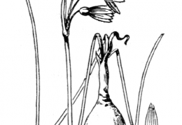 Nom original: Leucojum longifolium (n°3541)