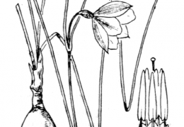 Nom original: Leucojum hiemale (n°3542)