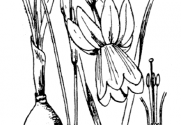 Nom original: Narcissus capax (n°3546)