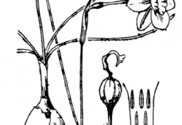 Nom original: Narcissus juncifolius (n°3547)