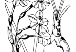 Nom original: Narcissus x intermedius (n°3549)