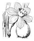 Nom original: Narcissus x incomparabilis (n°3551)