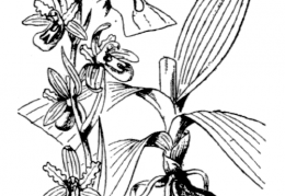 Nom original: Ophrys aranifera (n°3567)