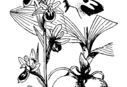 Nom original: Ophrys litigiosa (n°3568)