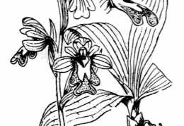Nom original: Ophrys fusca (n°3570)