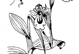 Nom original: Ophrys lutea (n°3571)