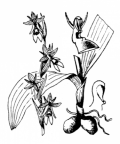 Nom original: Ophrys muscifera (n°3572)
