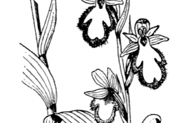 Nom original: Ophrys speculum (n°3573)