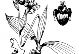 Nom original: Ophrys bombyliflora (n°3574)