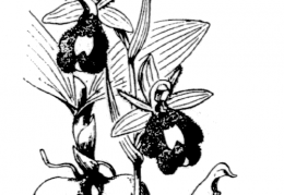 Nom original: Ophrys bertolonii (n°3576)