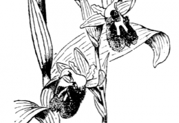 Nom original: Ophrys arachnitiformis (n°3577)