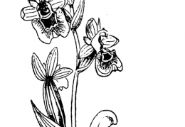 Nom original: Ophrys tenthredinifera (n°3578)