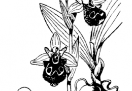 Nom original: Ophrys arachnites (n°3579)